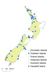 Hypericum androsaemum distribution map based on databased records at AK, CHR and WELT.
 Image: K. Boardman © Landcare Research 2014 